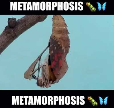 METAMORPHOSIS METAMORPHOSIS METAMORPHOSIS METAMORPHOSIS 🐛🦋🧛🏾&zwj;♀️
