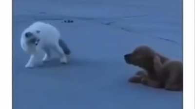 to stalk the kitty.
