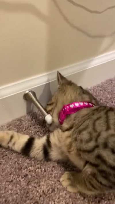 Here&rsquo;s my kitten experiencing door stoppers for the first time
