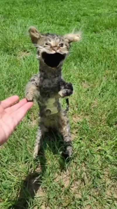 🐱 🪦