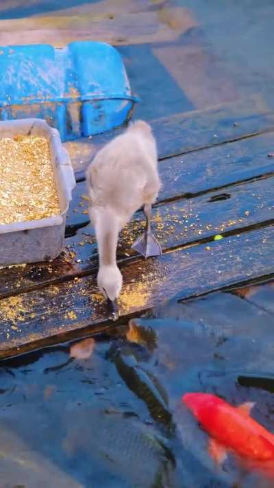 An adorable Duck