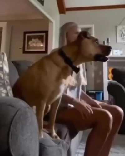 When your dog gets over-excited