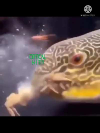 Spycrab fucking dies lol