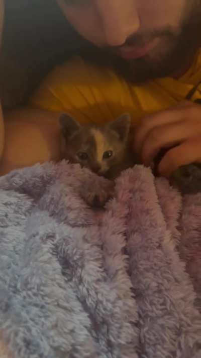 Found our kitten in the sewer (yes that&rsquo;s a frog on her)