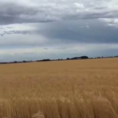Fuck the wheat