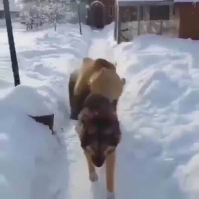 Rawr Rawr I'm a BEAR! I don't CARE! Hey Come Back Dog