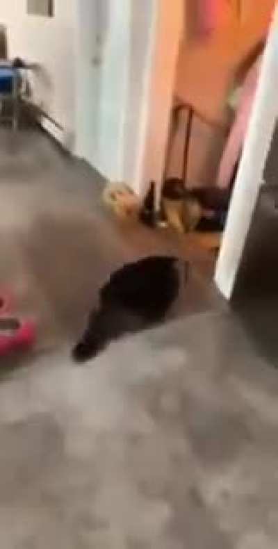 Cat drifting