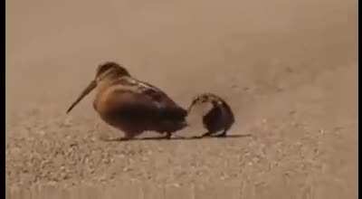 You may have a girlfriend but do you have these bird&rsquo;s sweet moves