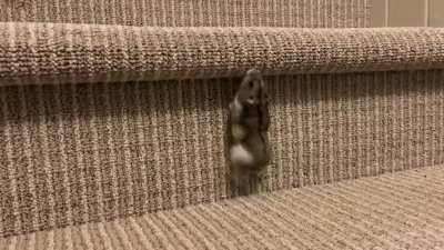 My hamster climbing the stairs