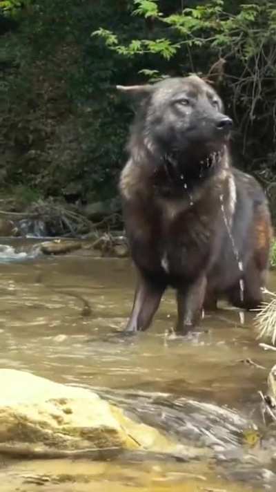 🔥 Thirsty Wolf