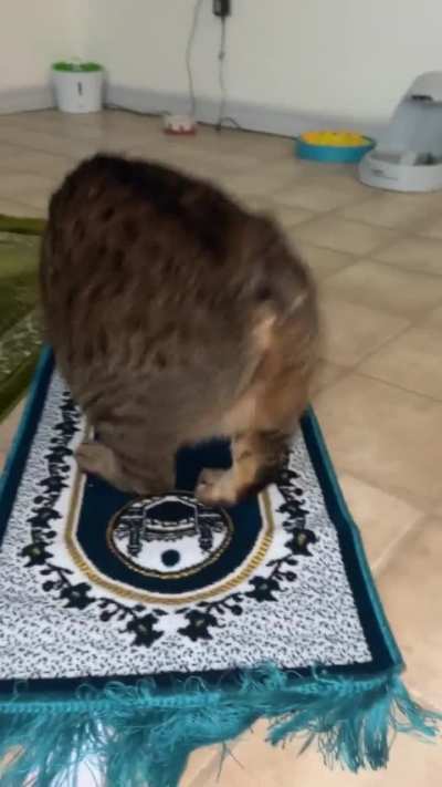 Ramadan Kareem 💕