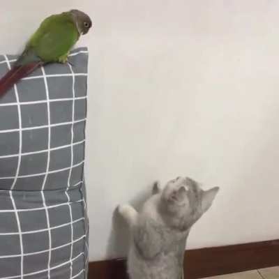 “I’m just checking the walls”