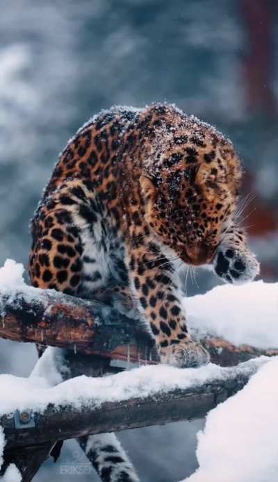 🔥 an Amur Leopard grooms in the snow