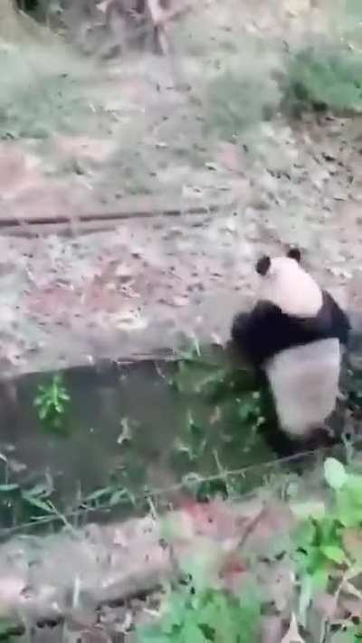 Panda reminding us why they&rsquo;re endangered