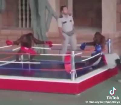 monkey tournament?
