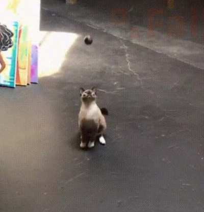 Poor kitty