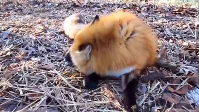 If it sounds like a dolphin, it might be a fox