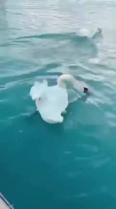 Watching swans