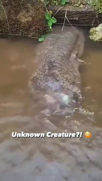 greedy water wunker