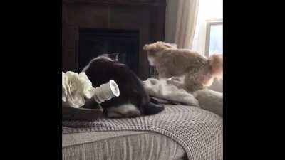 Kitty not having it&hellip;