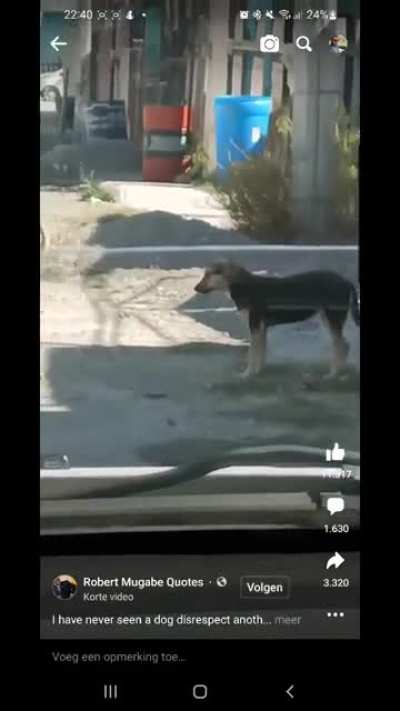 Doggy business...