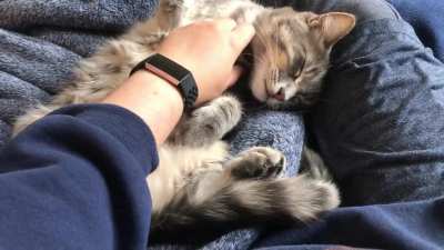 The biscuit blankie lures her in but the belly rubs convince her to stay