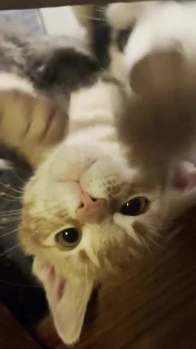 ViCiOuS WoLf dEvOuRs HeLpLeSS fEliNe