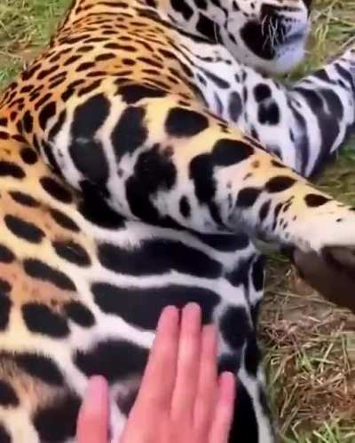 Котики