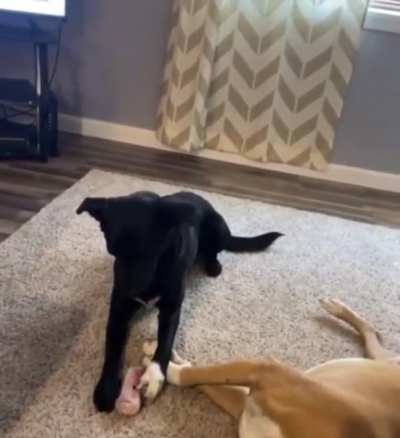 The sneak-thief.
