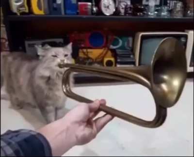 Gato tocando trompete