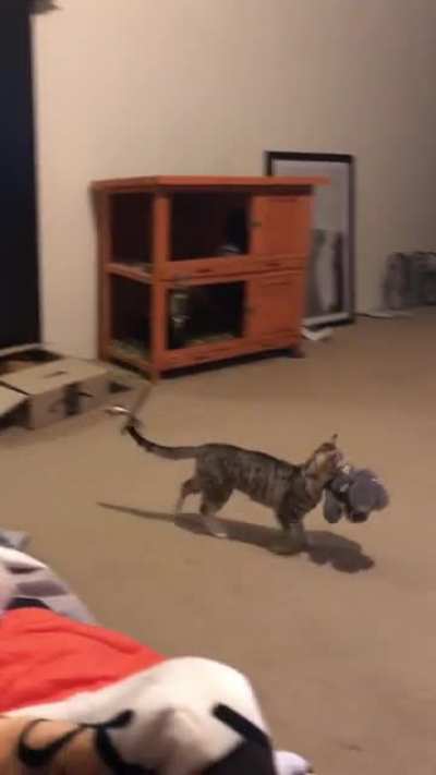 She&rsquo;s been carrying her bunny around for the last 10 minutes r/catscarryingstuffies
