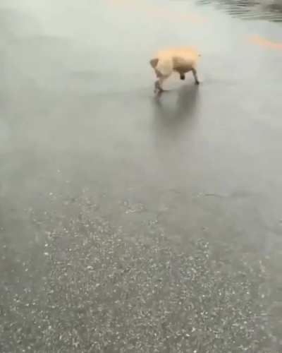 Water Loving Doggo.