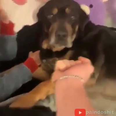 S&oacute; o meu dog que n&atilde;o faz nada?