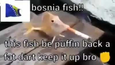 Serbia 🤮🤮🤮