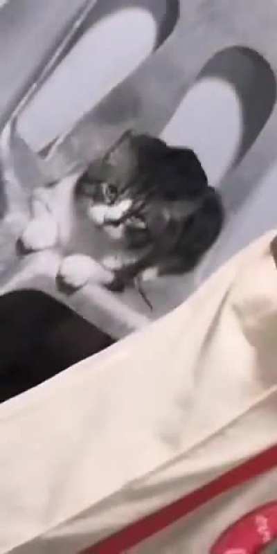that cat was chasing me