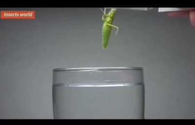 iron wire worm