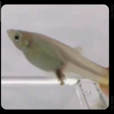 It speedran its life