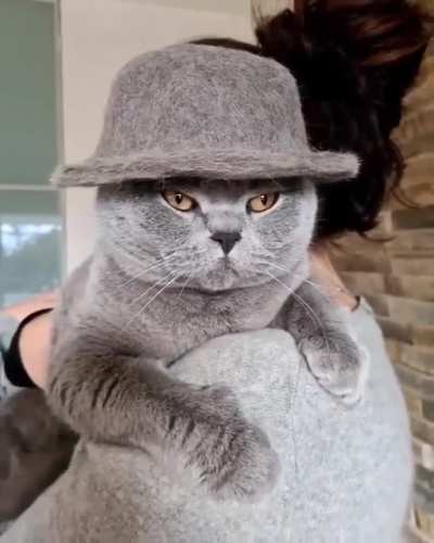 Котик в шляпе из собственной шерсти