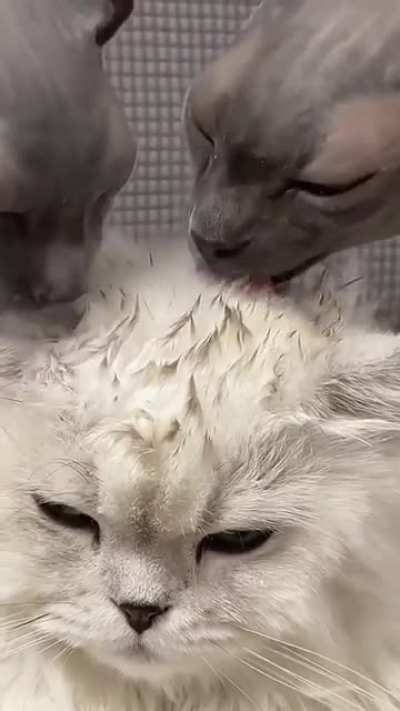 Hairdressers