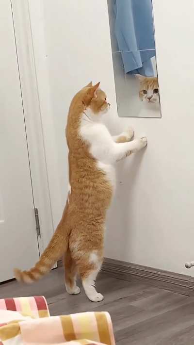 Funny cat