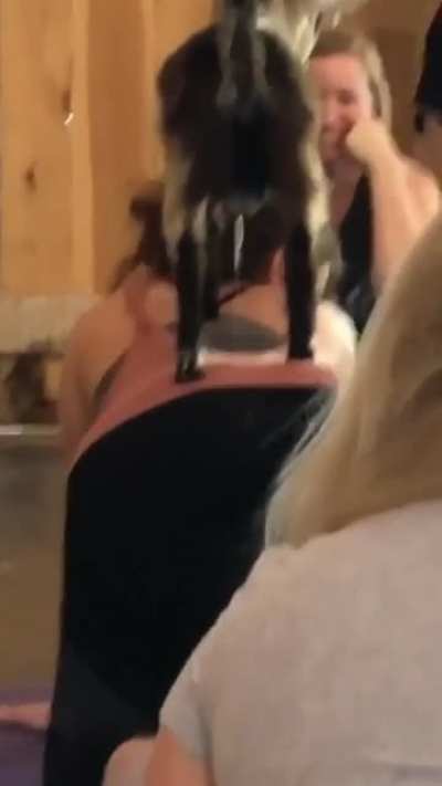 Goat yoga. WCGW?