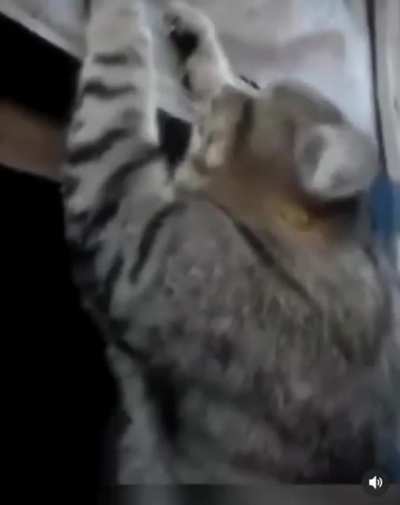 blursed cat