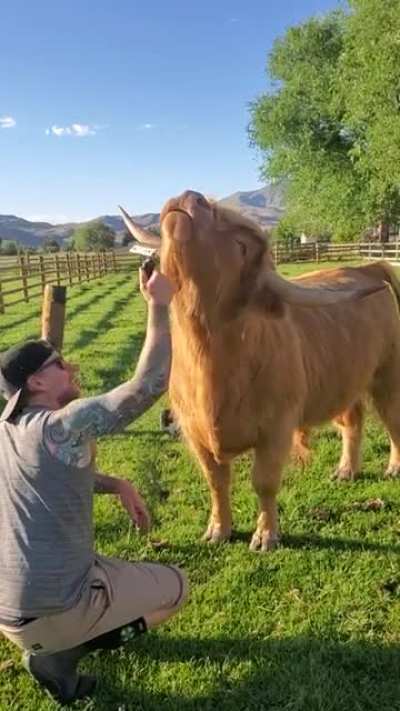 I&rsquo;d brush the floof outta him
