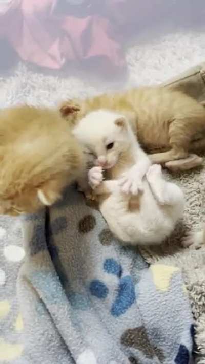 looks like momma cat ran out of ink