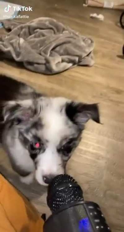 Good boy scream