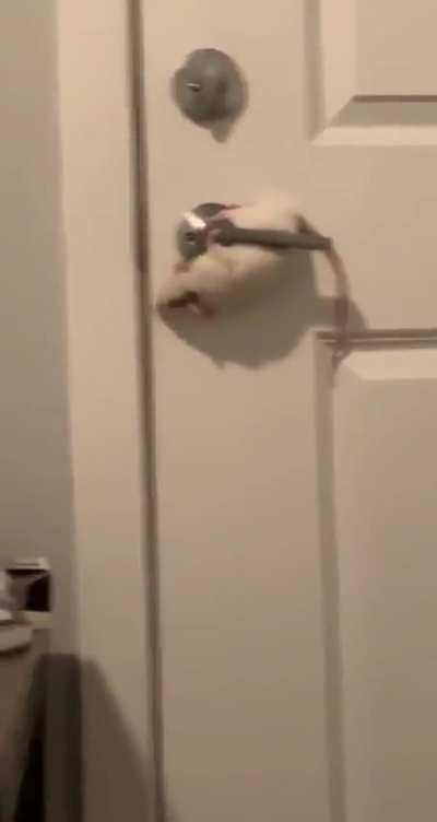 I decided to make a little edit of Lyra_AZ's video of her rat all credit goes to her