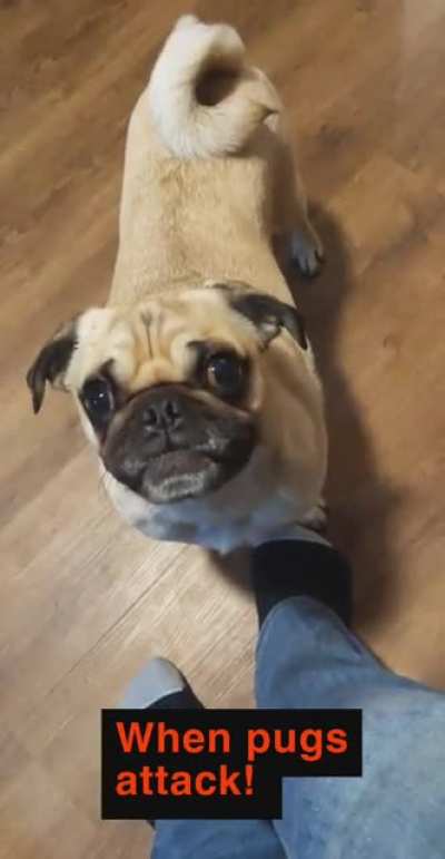 Never underestimate the Danger of a Pug
