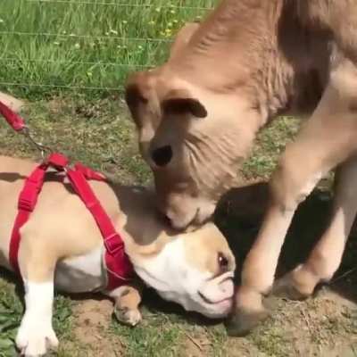 Lovely Friendship