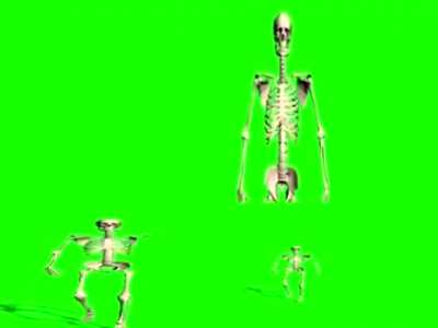 Skelton