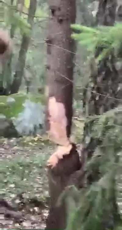 Casual Lumberjack